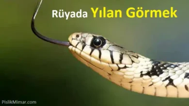 rüyada yılan görmek